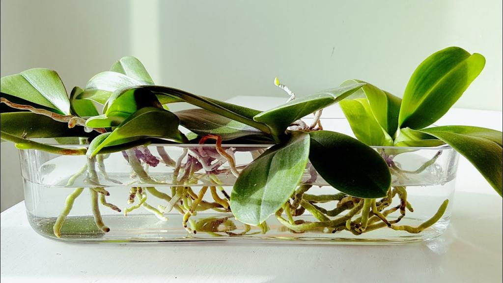 Можно ли выращивать орхидею в воде