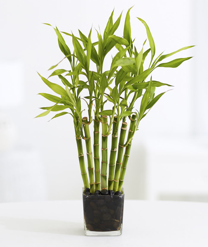 комнатное растение бамбук