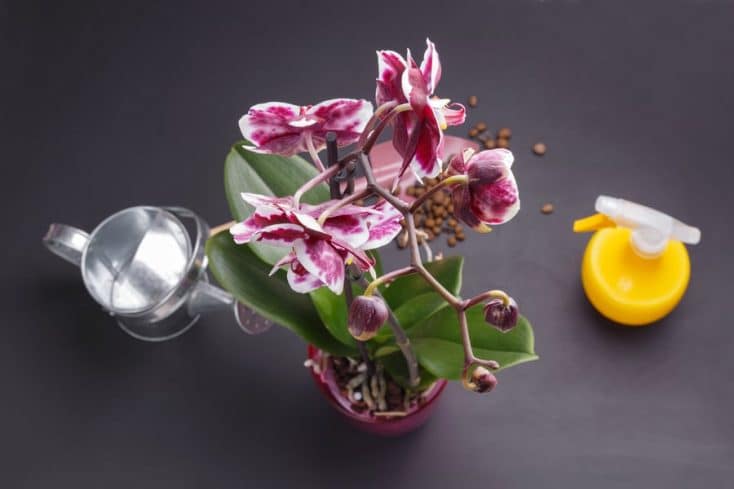 Способы полива орхидеи