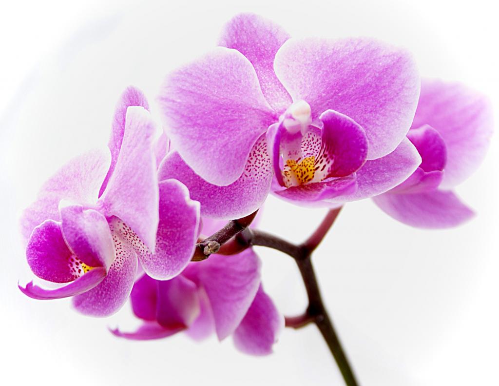 орхидея цветок