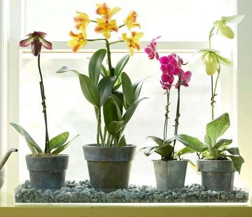 Орхидеи разный расцветок